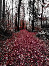 Herbst Rot