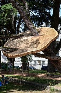 Nantes et ses arbres