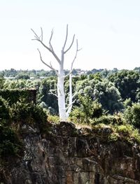 Arbre de la lune